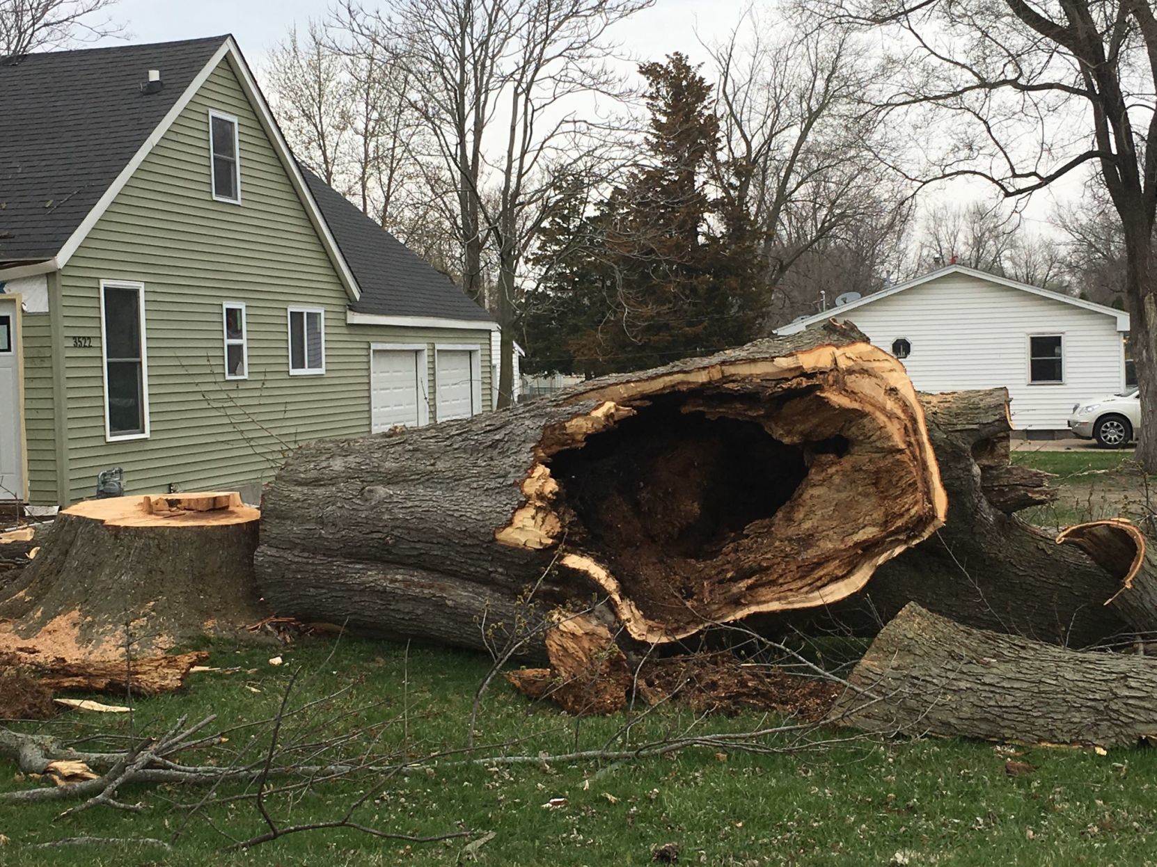 house with tree